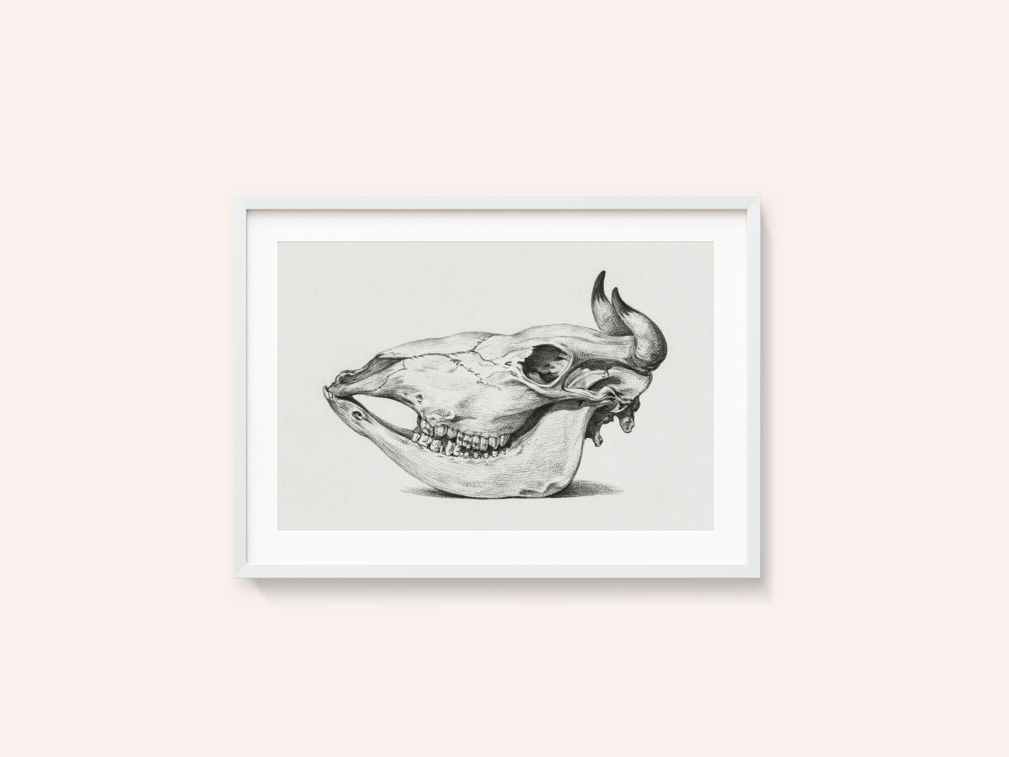 Skull of a Cow (1816)