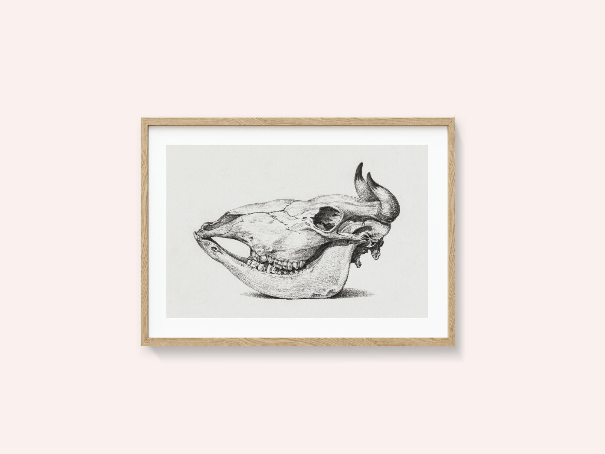 Skull of a Cow (1816)