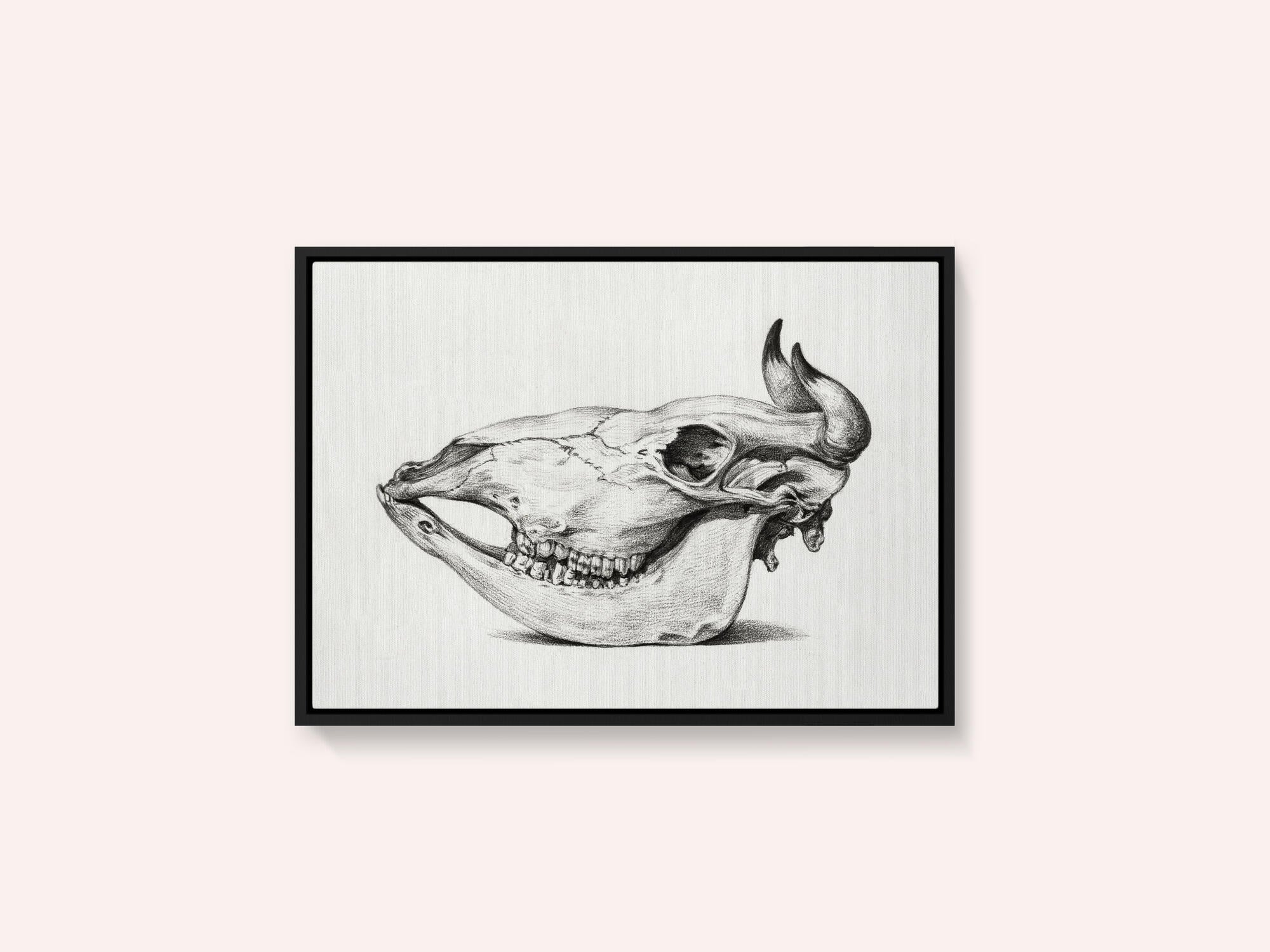 Skull of a Cow (1816)