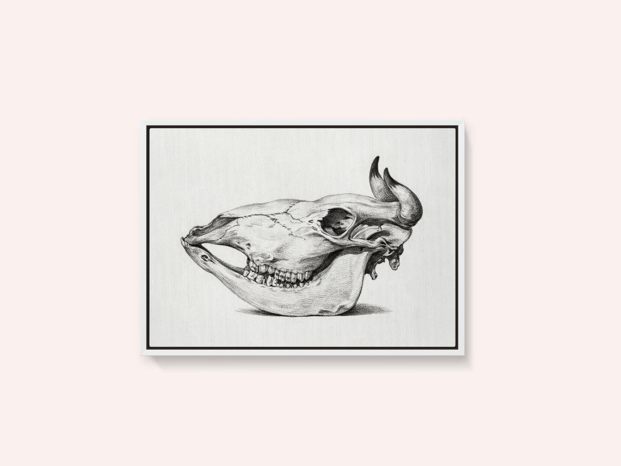 Skull of a Cow (1816)