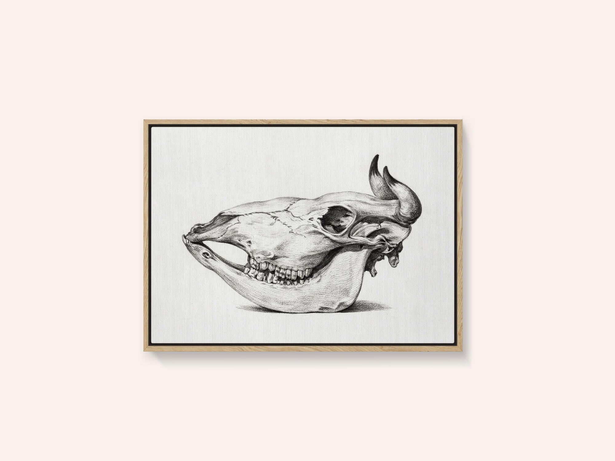 Skull of a Cow (1816)