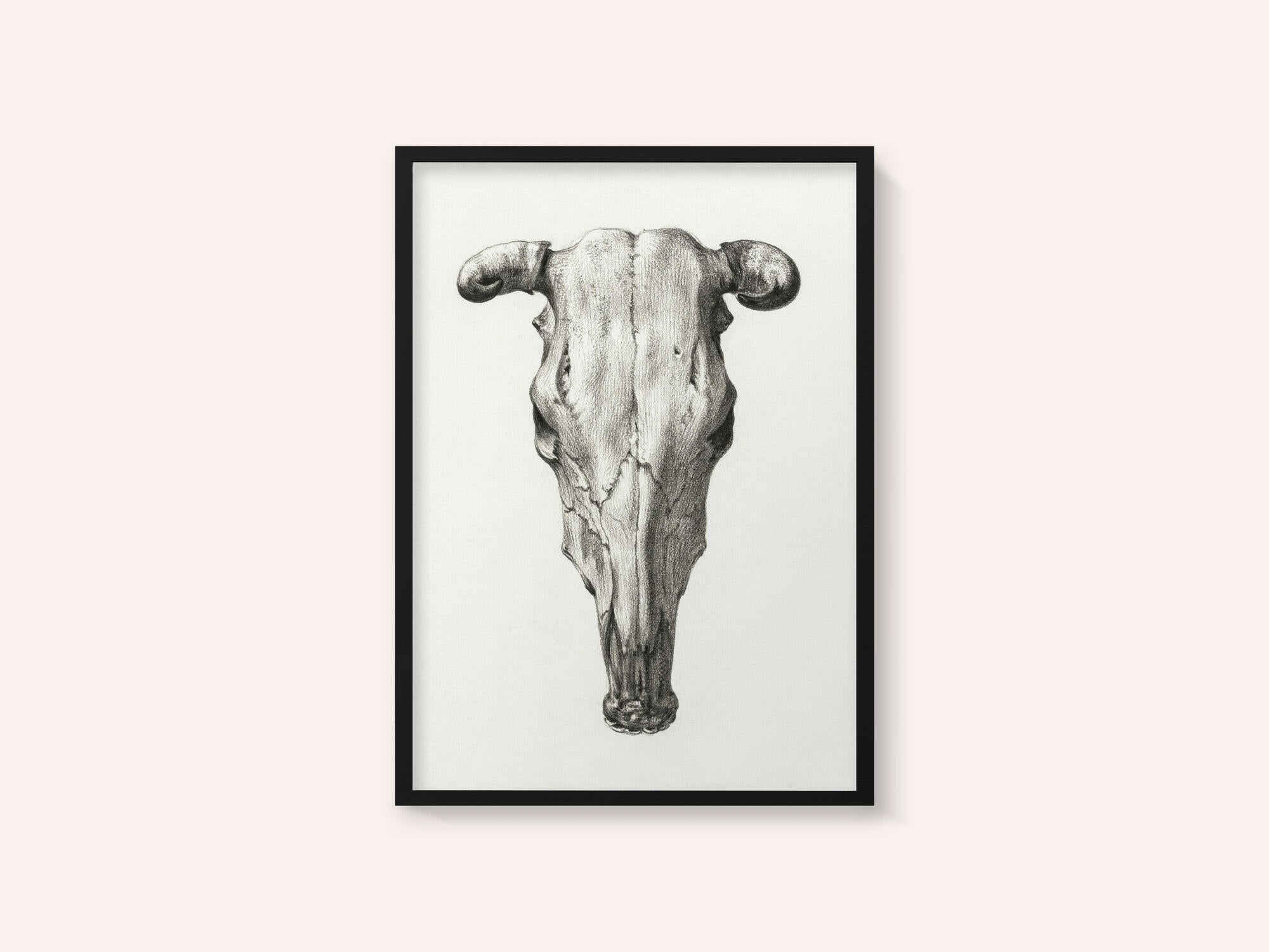 Skull of a Cow Front  View(1816)