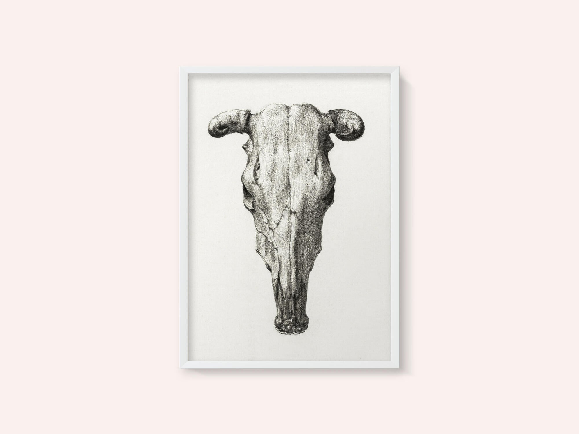 Skull of a Cow Front  View(1816)