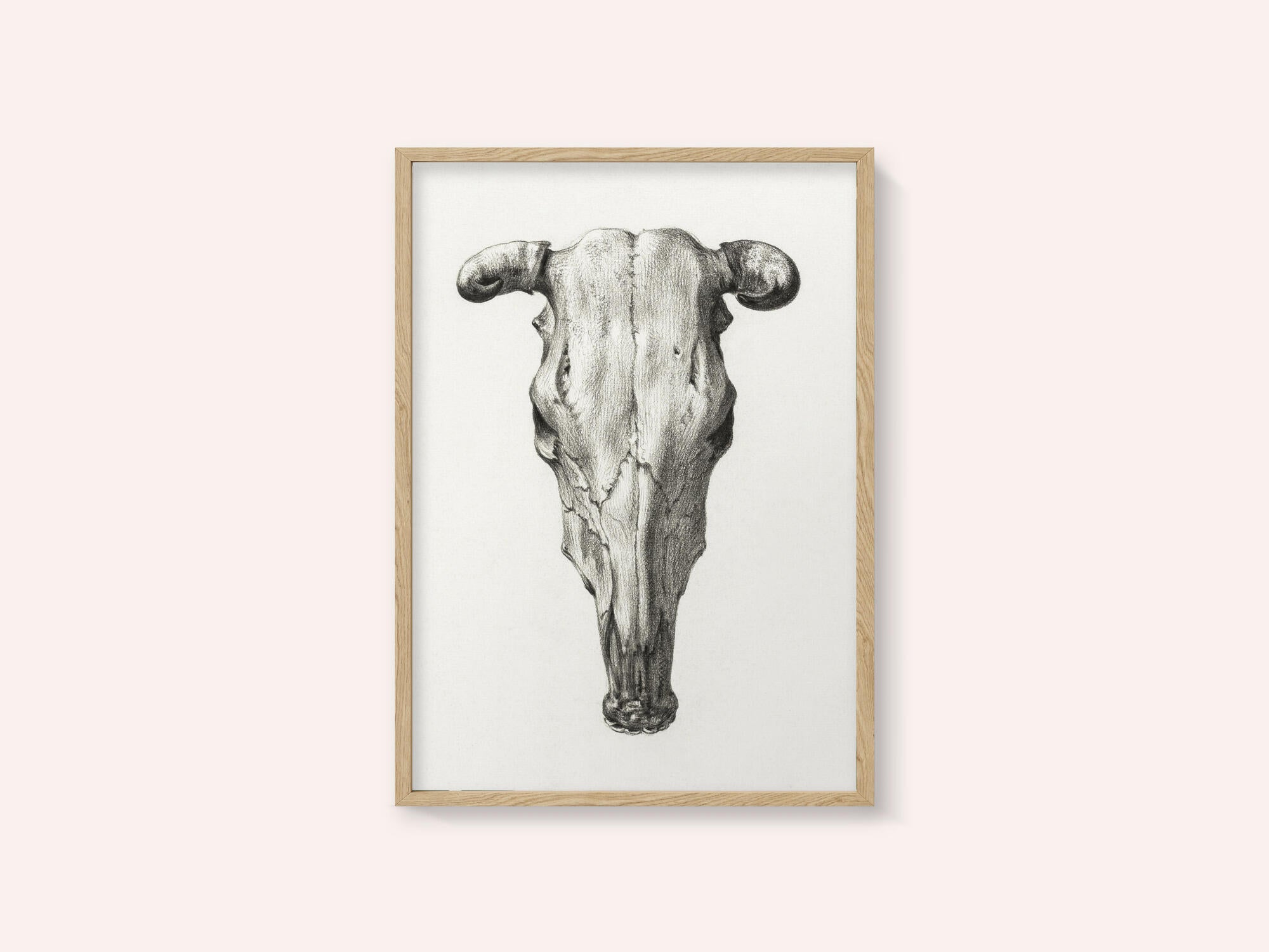 Skull of a Cow Front  View(1816)