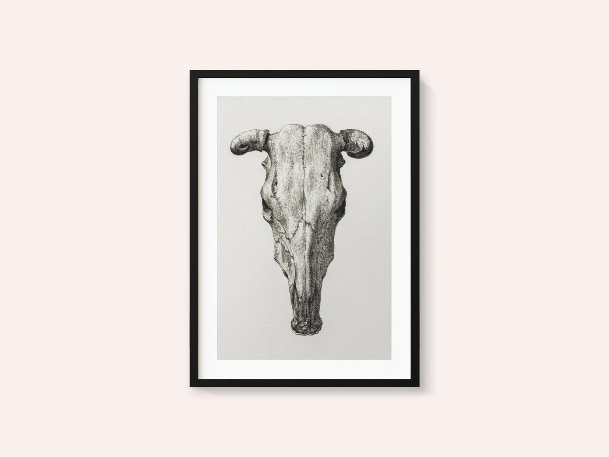 Skull of a Cow Front  View(1816)