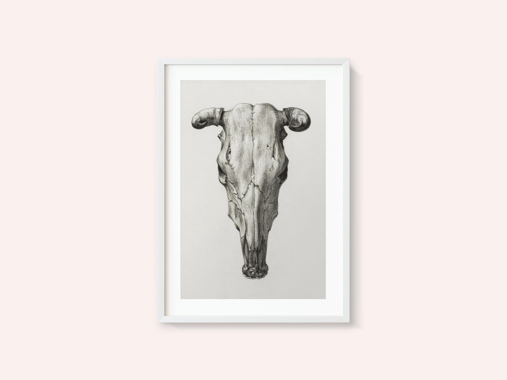 Skull of a Cow Front  View(1816)