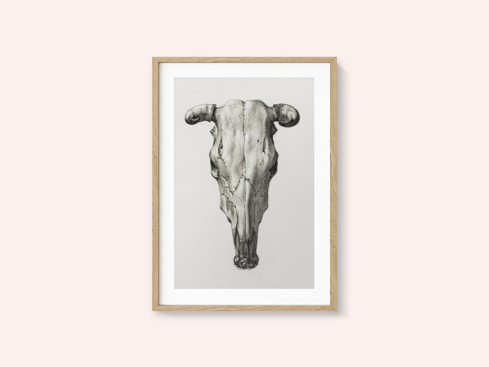 Skull of a Cow Front  View(1816)