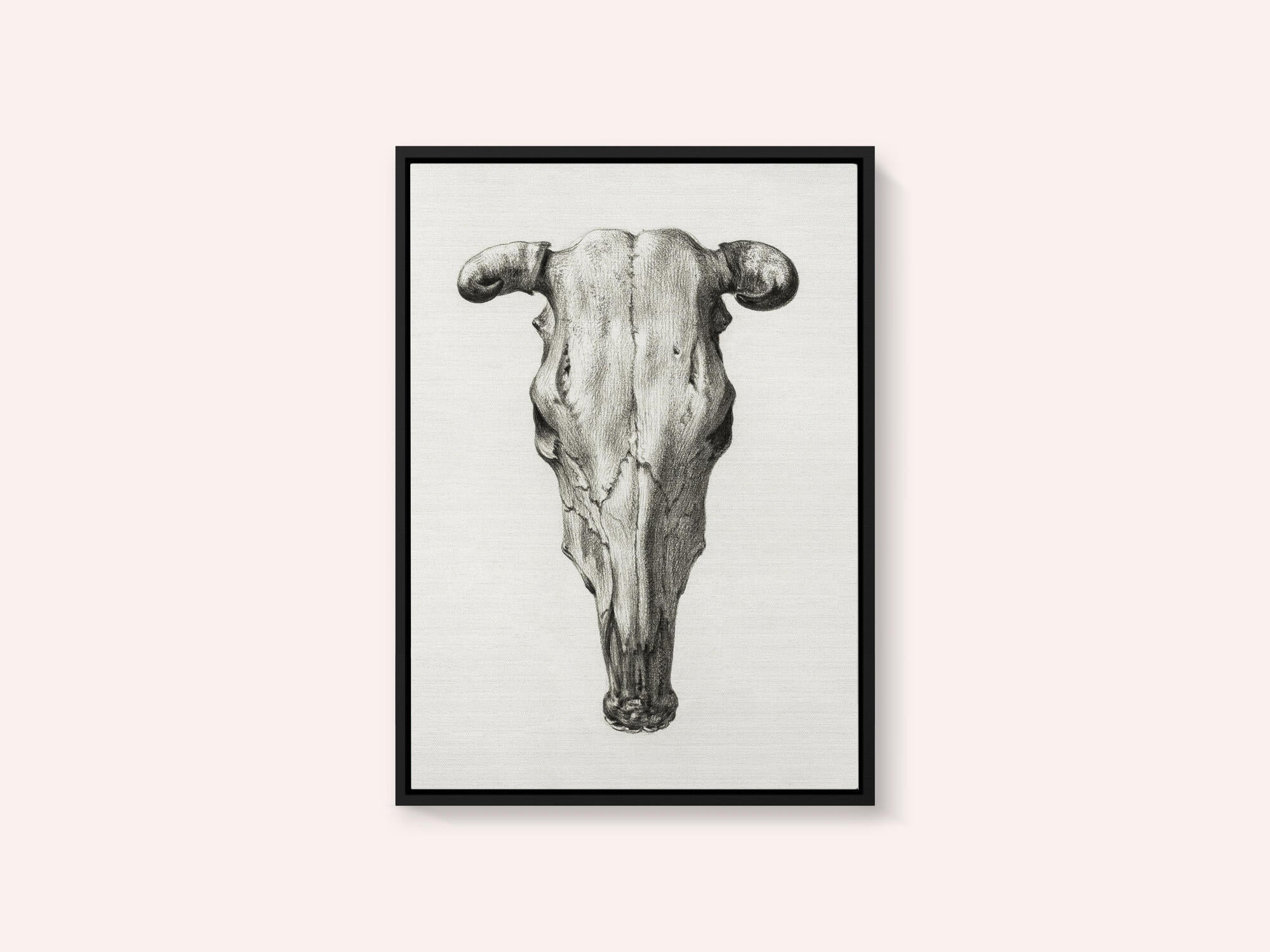 Skull of a Cow Front  View(1816)