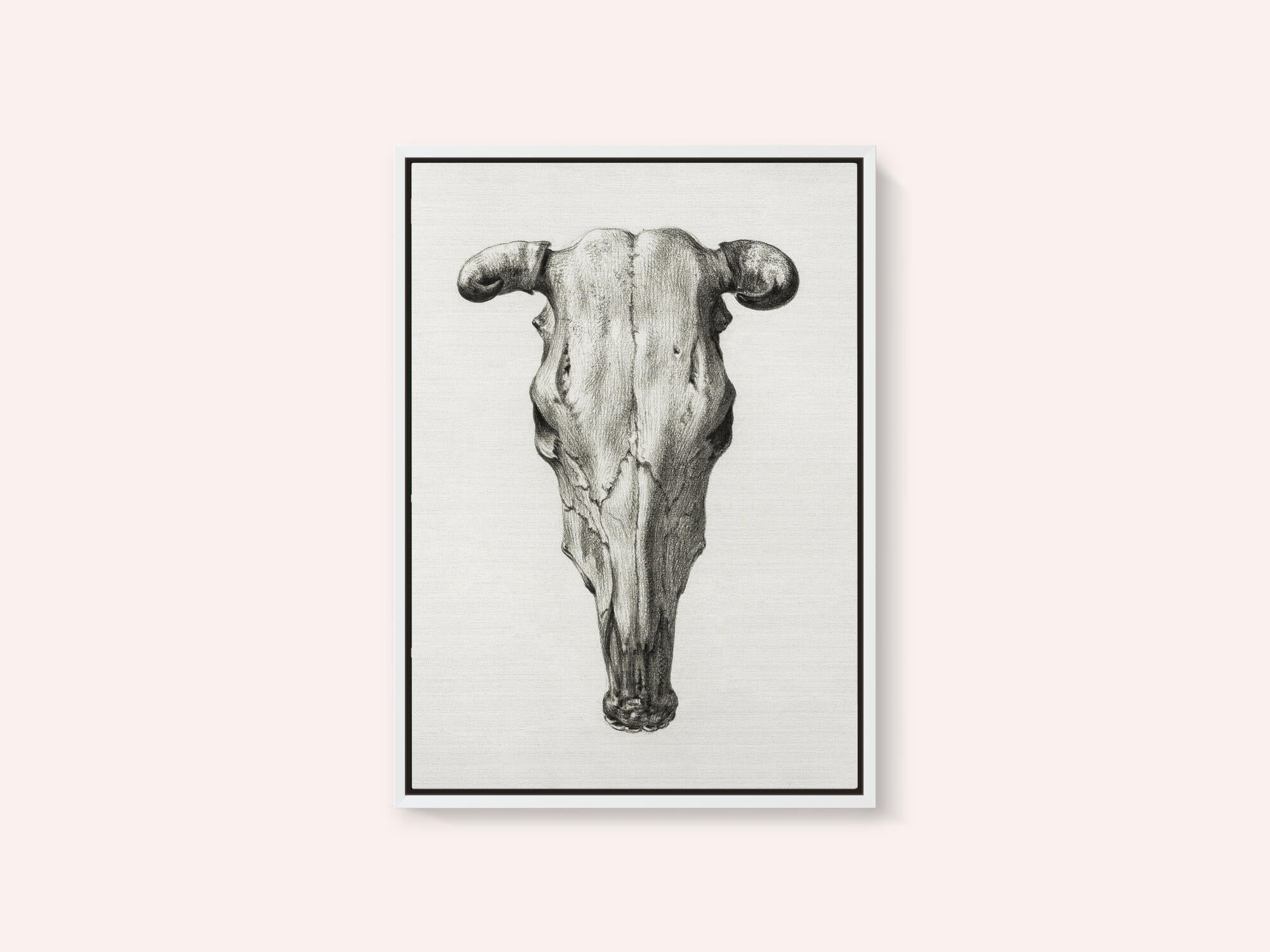 Skull of a Cow Front  View(1816)