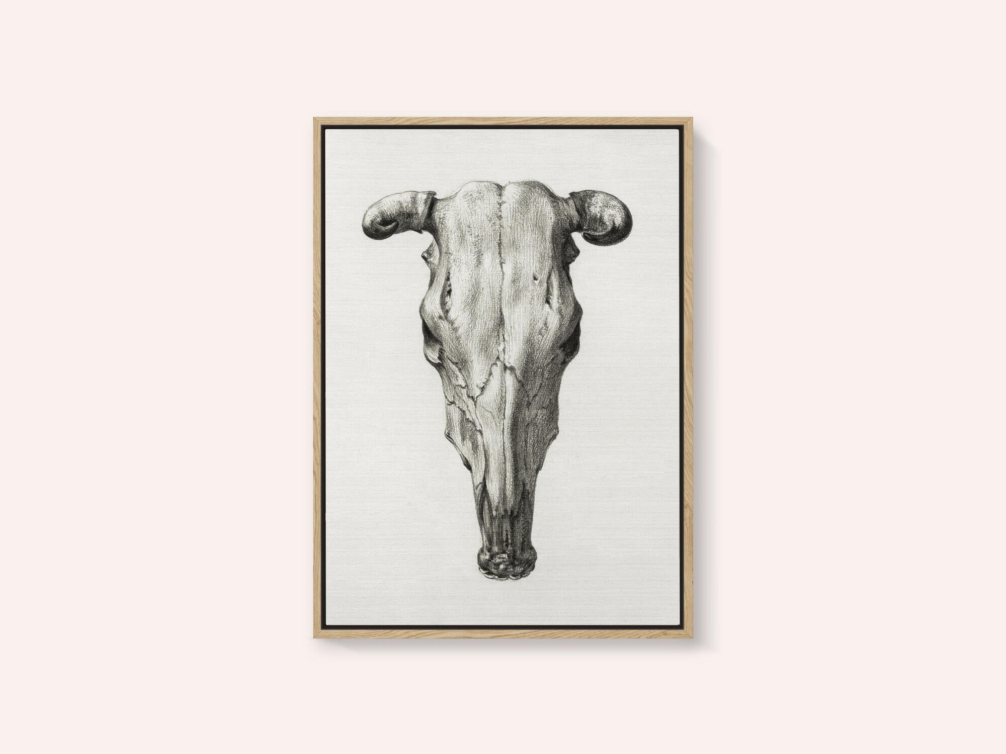 Skull of a Cow Front  View(1816)