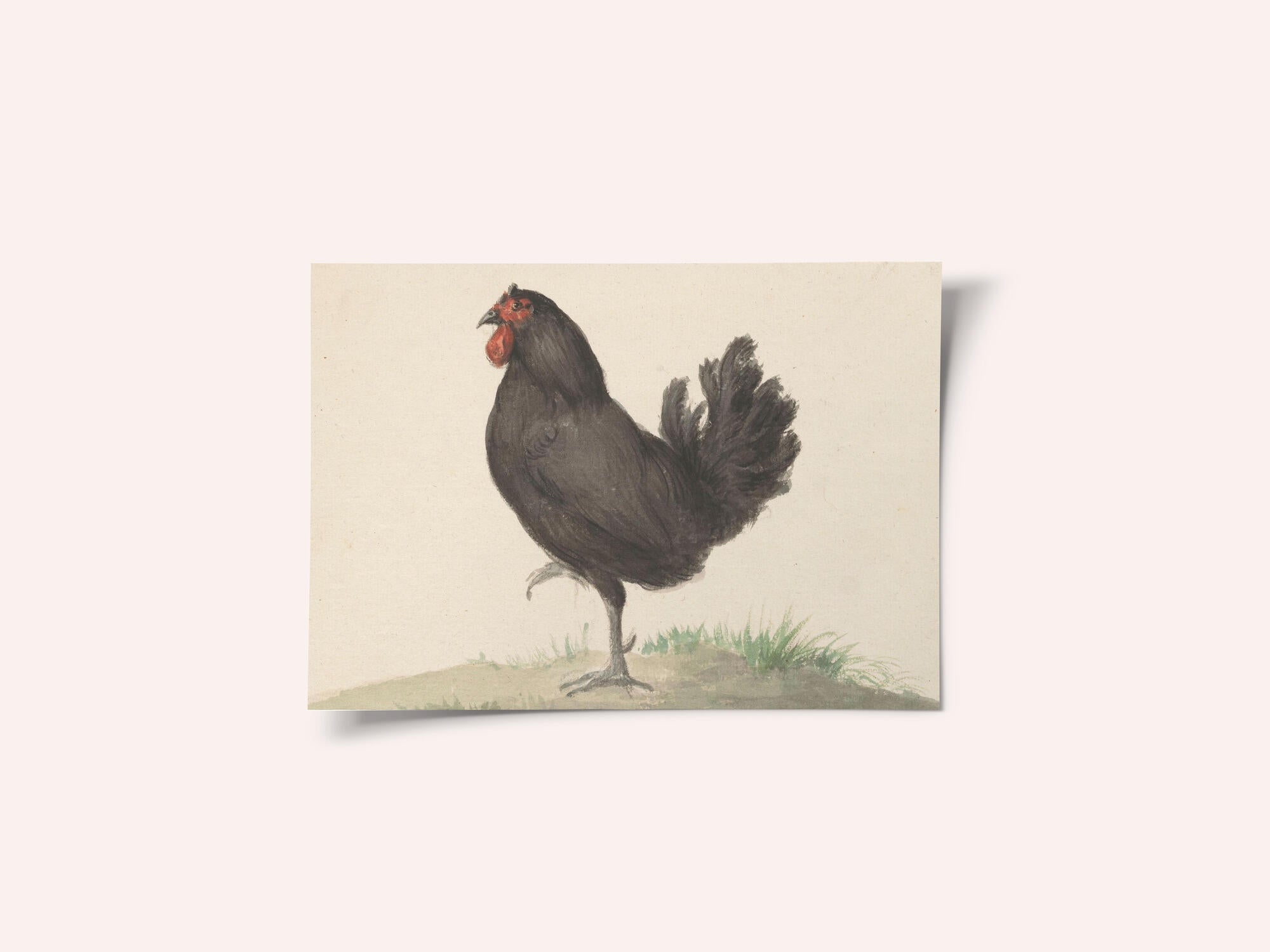 Staande Zwarte Kip (1775–1833)