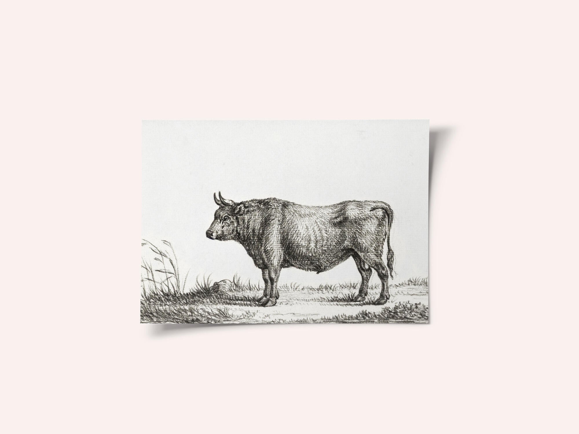 Standing Bull