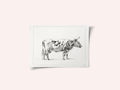 Standing Cow (1820)