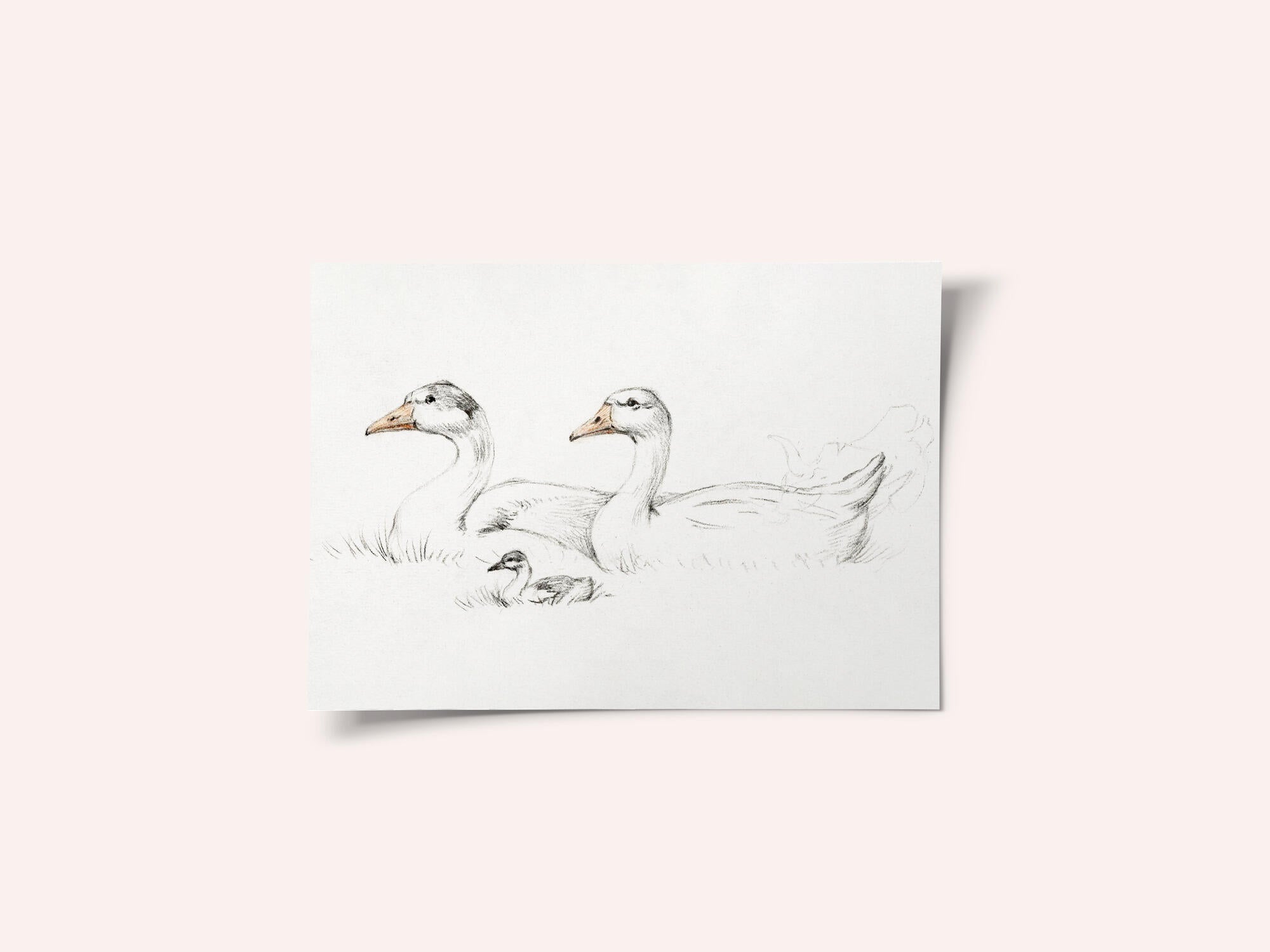 Two Geese With a Young (1775–1833)