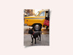 Yellow Cab Dog Walk