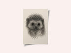 Baby Hedgehog Sketch