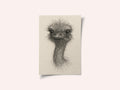 Friendly Emu Sketch