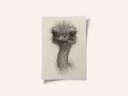 Friendly Emu Sketch