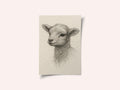 Gentle Lamb Drawing