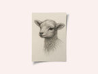 Gentle Lamb Drawing