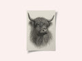 Shaggy Highland Bull