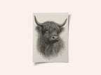 Shaggy Highland Bull