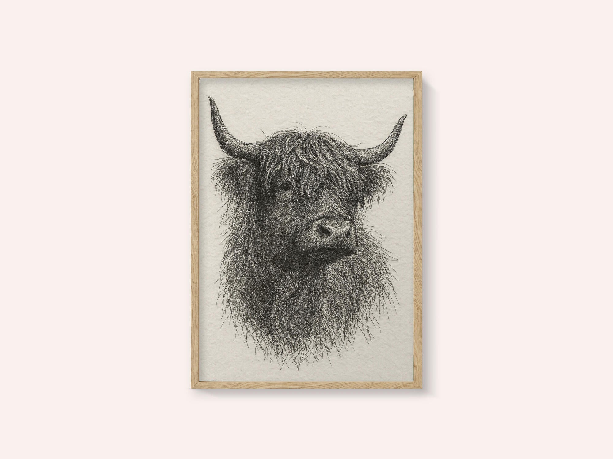 Shaggy Highland Bull
