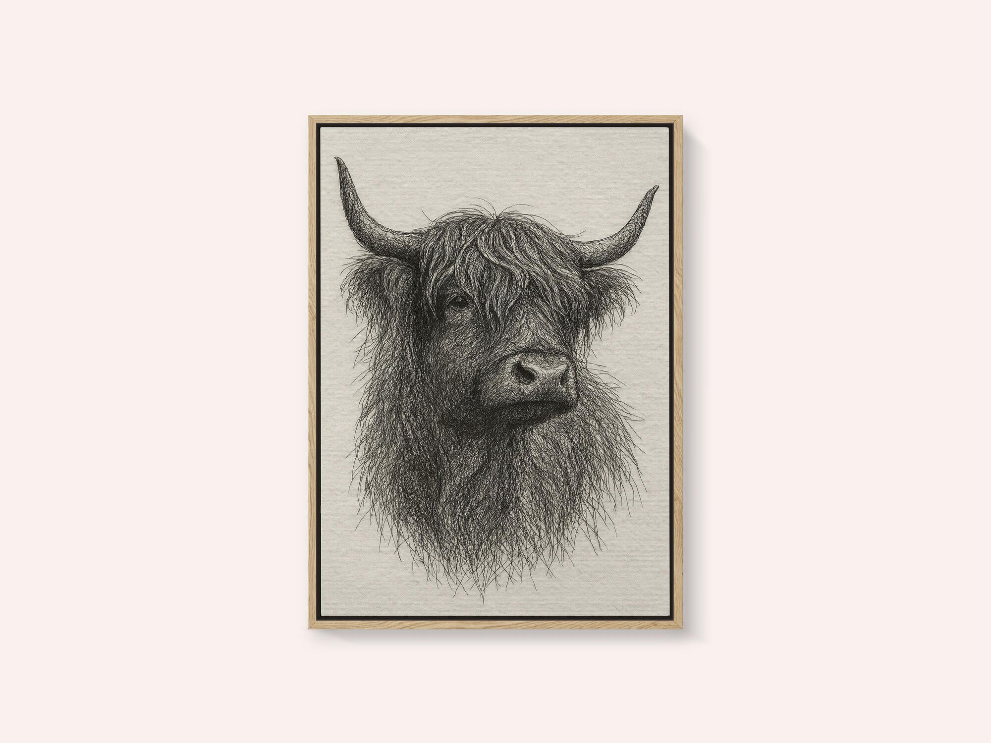Shaggy Highland Bull