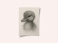 Fluffy Duckling Sketch