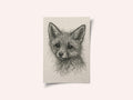 Cute Fox Kit Sketch