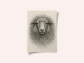 Textured Wool Sheep