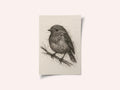 Small Bird Sketch