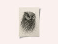Scribbled Owl Gaze