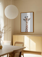 Baby Giraffe