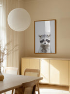Baby Racoon