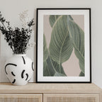Calla Leaf