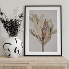 Banksia