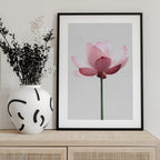 Lotus Flower