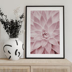 Pink Succulent