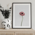 Pink Gerbera