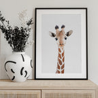 Baby Giraffe
