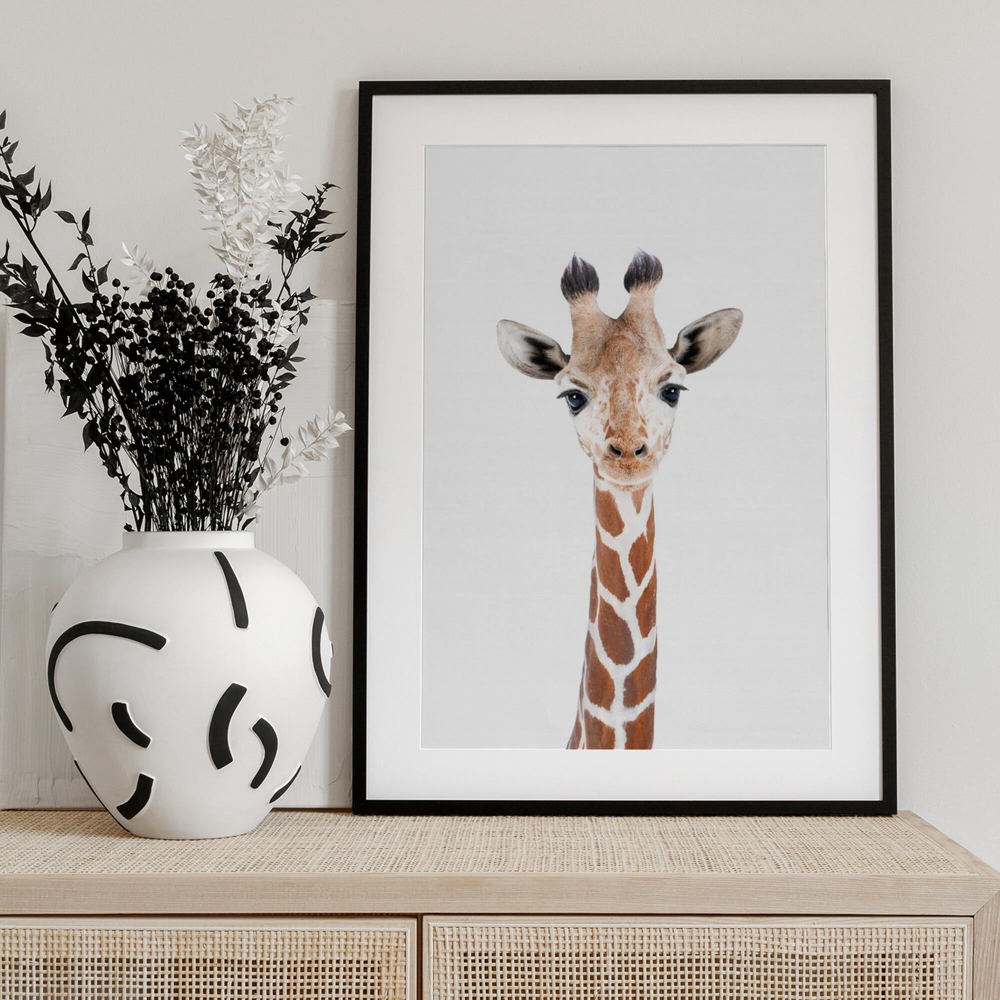 Baby Giraffe