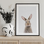 Baby Rabbit