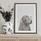 Baby Elephant