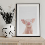 Baby Pig