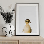 Baby Duck