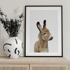 Baby Donkey