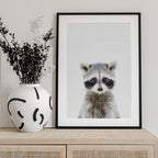 Baby Racoon