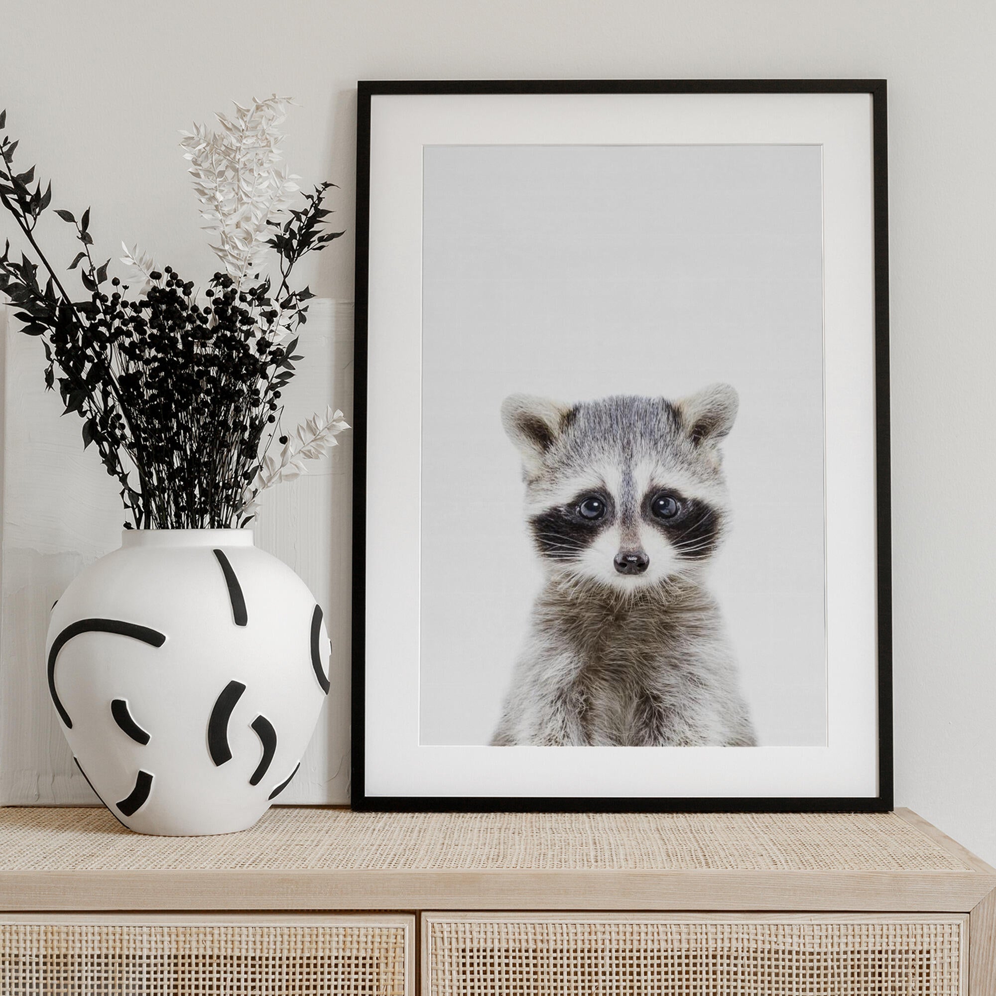 Baby Racoon