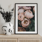 Coral Peonies